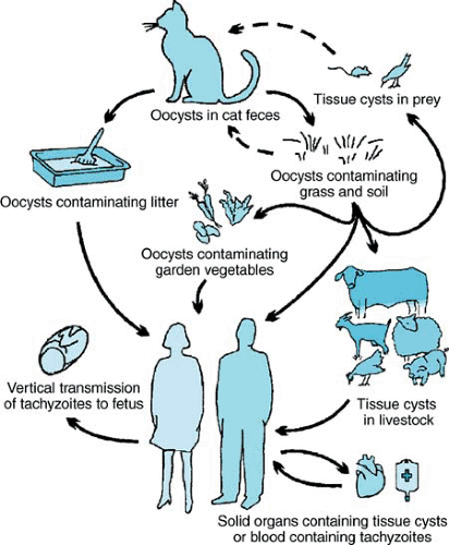 Siklus hidup Toxoplasma gondii dan jalur penularannya. Produksi ookista T. gondii hanya terjadi di saluran cerna kucing. Infeksi pada manusia terjadi melalui ingestsi ookista dari lingkungan terkontaminasi (tanah, kotoran kucing, sayuran) atau kista jaringan pada daging yang kurang matang. Infeksi janin umumnya terjadi setelah infeksi akut pada ibu hamil, namun dapat pula terjadi akibat reaktivasi infeksi laten pada wanita imunokompromais. Jalur menuju infeksi manusia ditunjukkan oleh panah utuh, sedangkan jalur infeksi pada kucing ditunjukkan oleh panah terputus. (Lynfield R, Guerina G. Toxoplasmosis. Pediatr Rev 1997;18:75.)