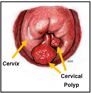( https://obgyn.com.my)