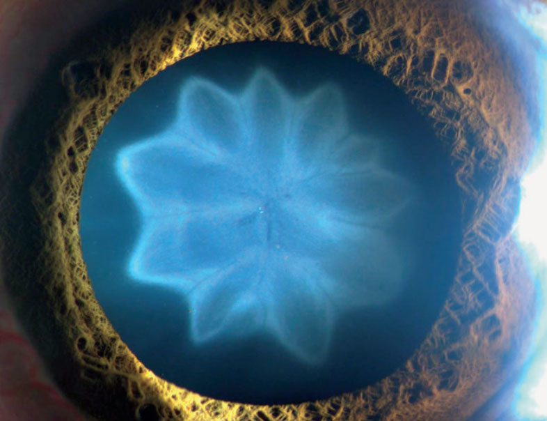 https://www.livescience.com/