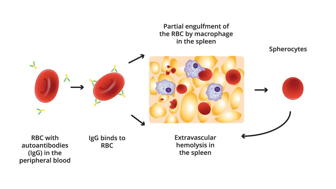 https://myhematology.com/